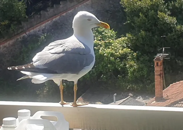 Apartamento Luxurious In 450m From Sea With Terrace And Air Conditioning And Private Parking Cannes